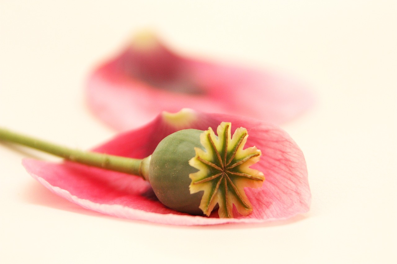 揭秘合成毒品最新动态，犯罪背后的威胁与挑战