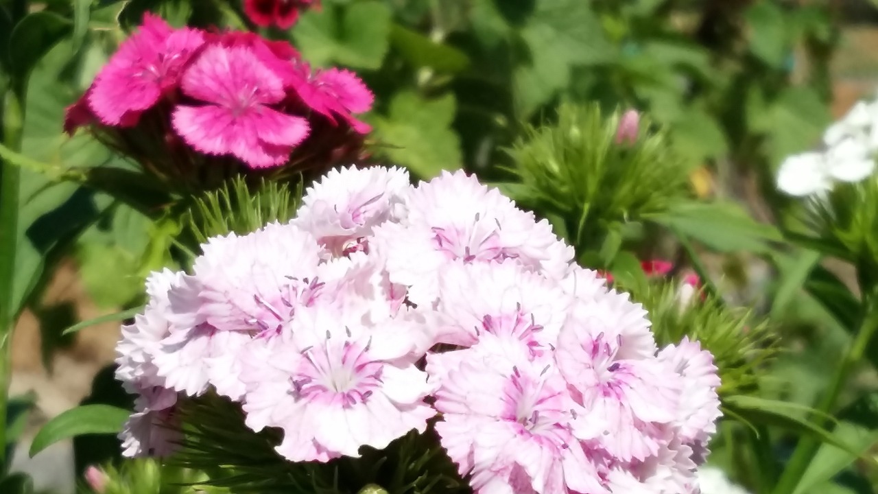 社区早上好最新图片，开启美好一天的温馨问候