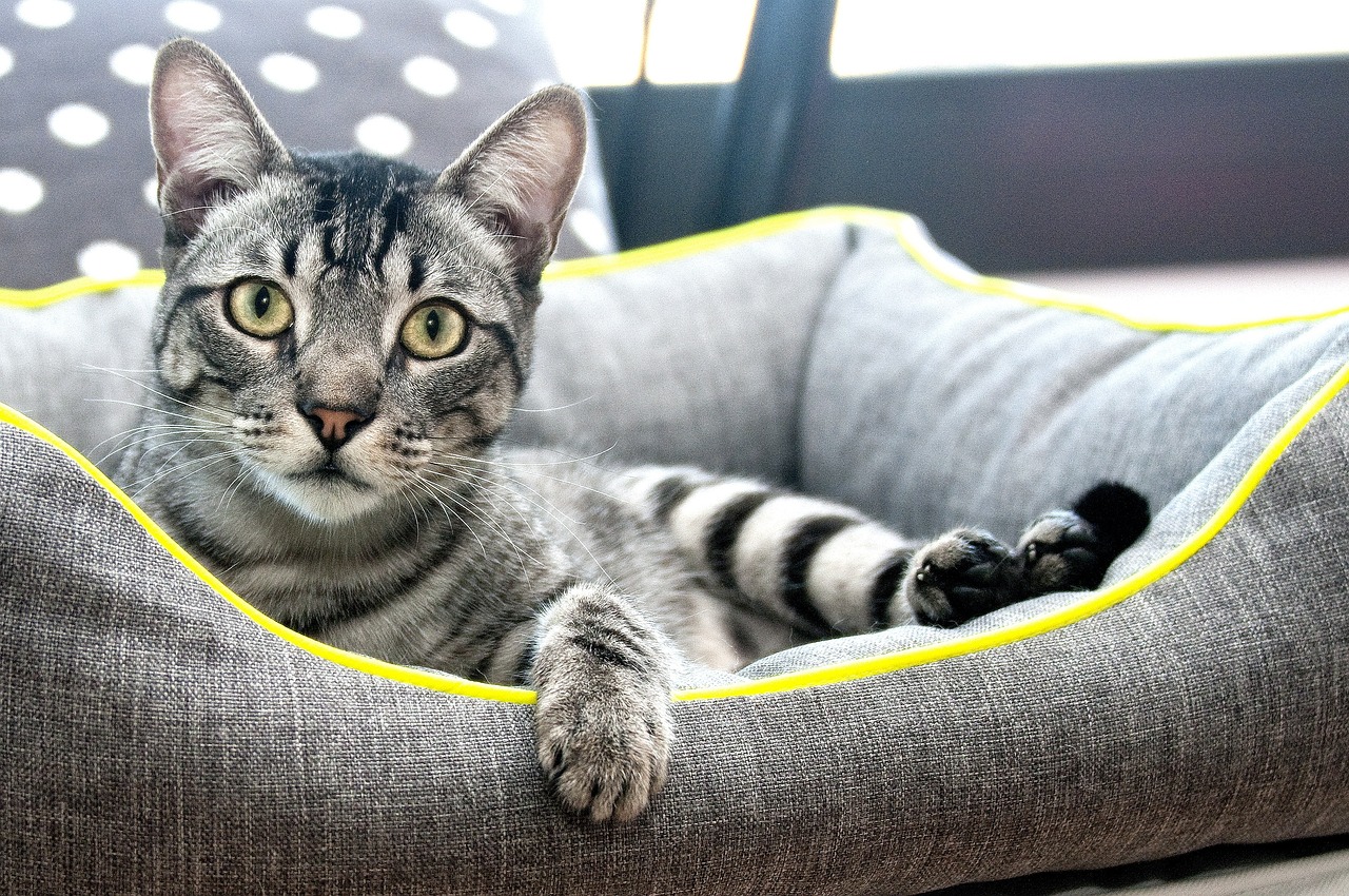 猫咪软件iOS最新版，探索魅力与特点，尽享猫咪世界独特体验