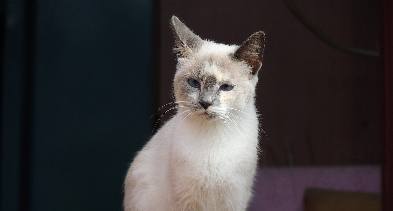 猫咪安卓最新版探索与体验之旅