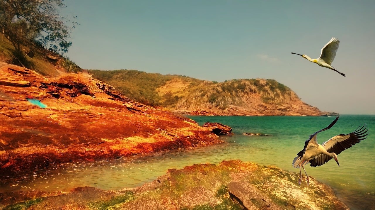 巴西蝗灾最新消息揭秘，灾难现状、应对措施及全球关注焦点