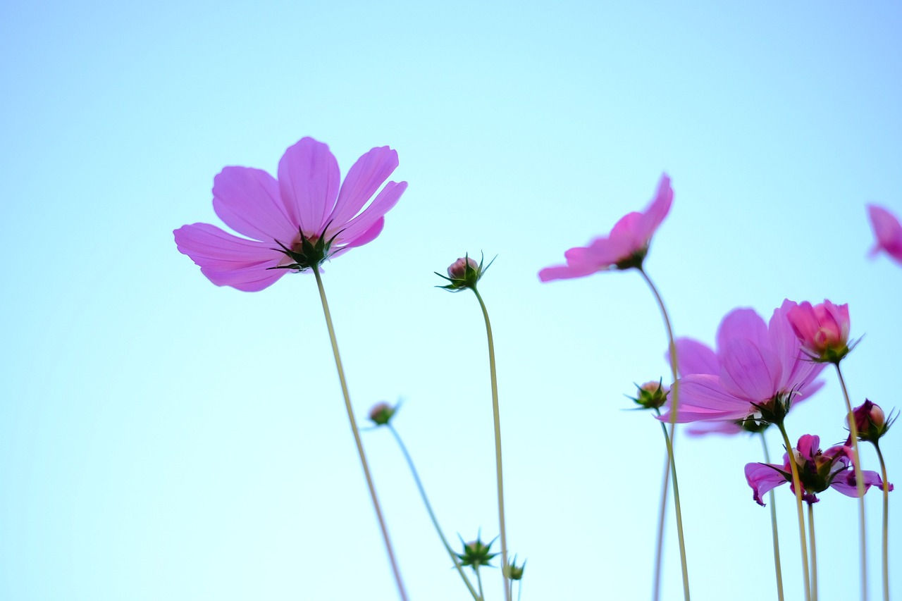 大连疫情最新数据通报更新，最新疫情动态概览