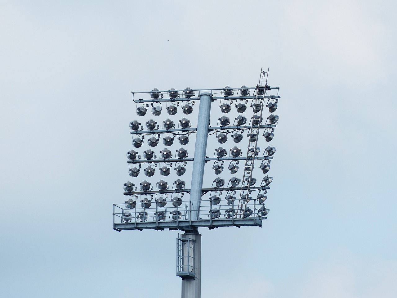 黄虫研究最新进展与未来展望