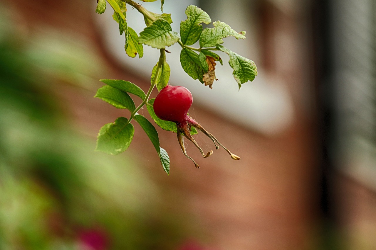 外来人员最新动态及其社会影响概述