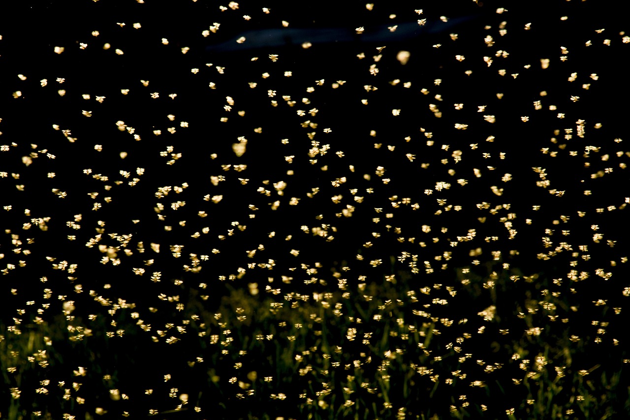 探索最新版本龙芯，性能飞跃与未来展望