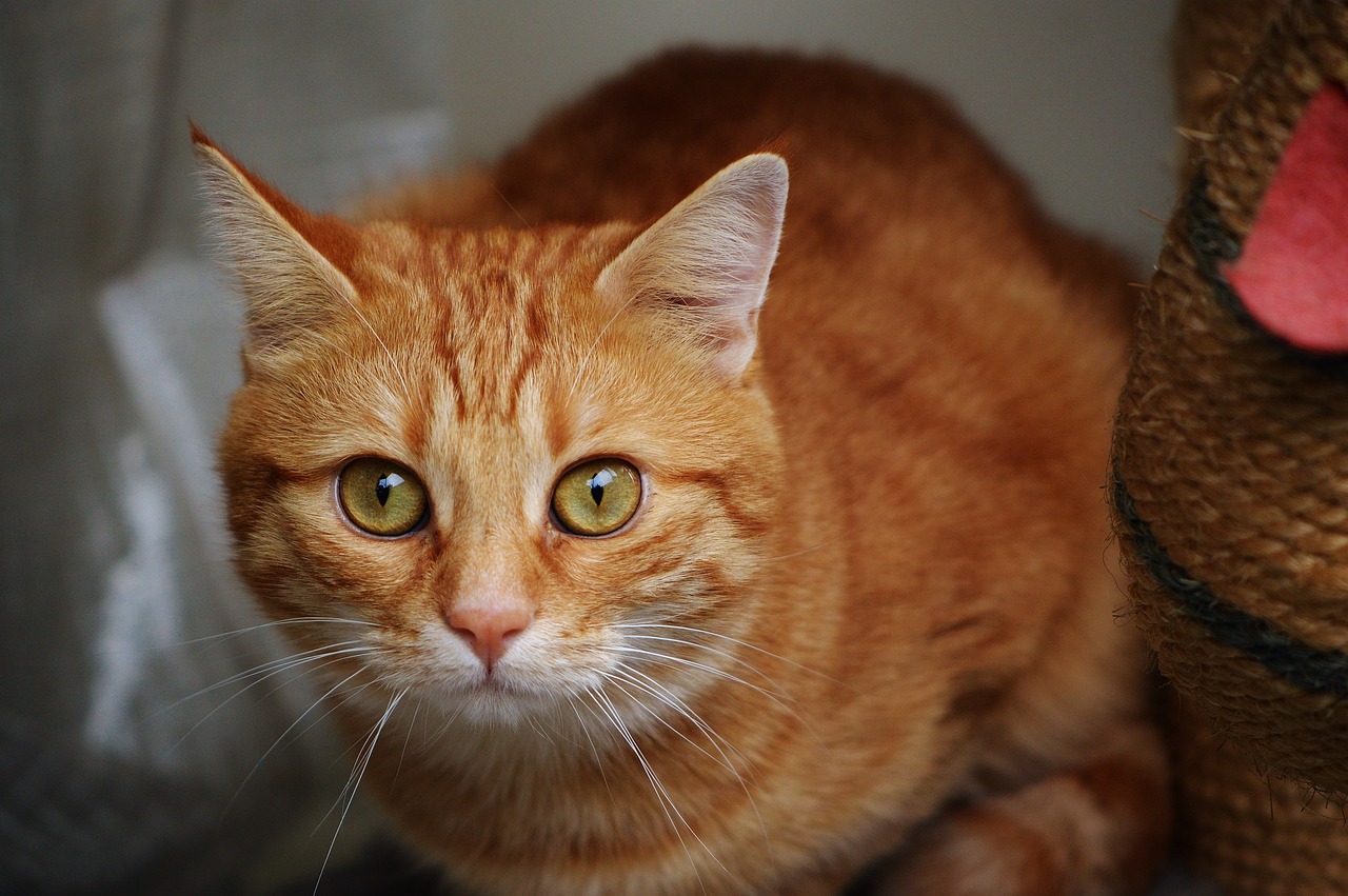 全球疫情最新动态追踪，全球态势分析与应对策略深度解析