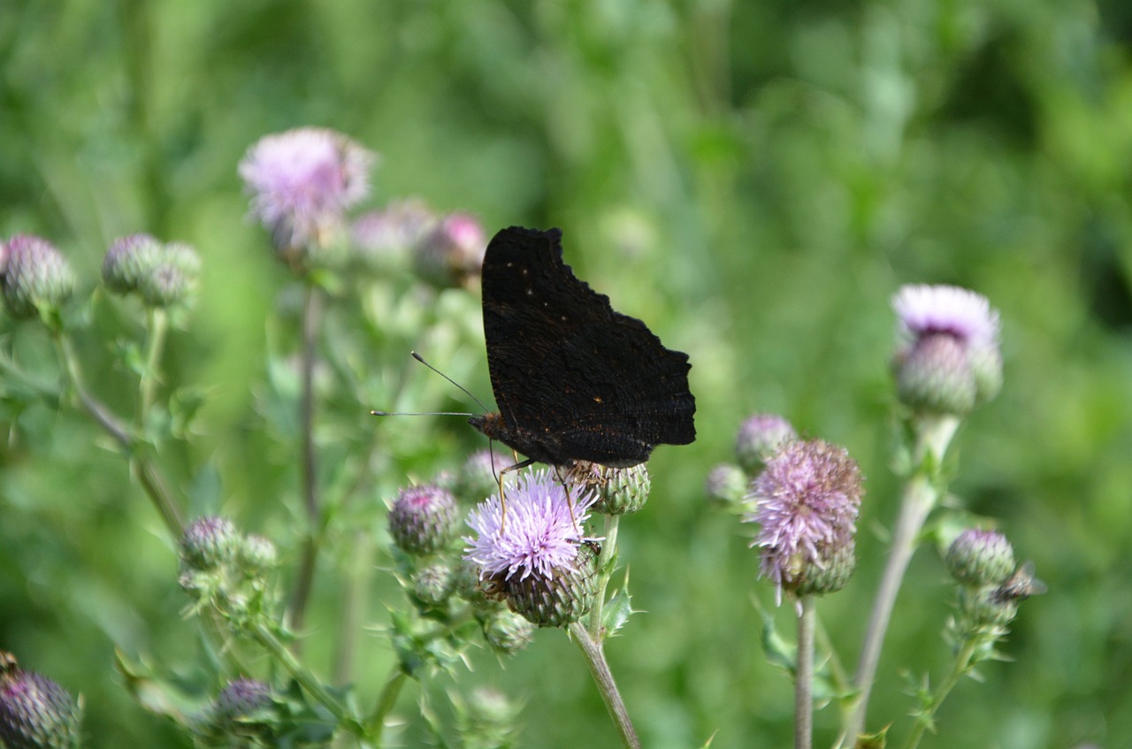 大同交警支队创新管理,服务升级,共建平安交通,最新动态报告