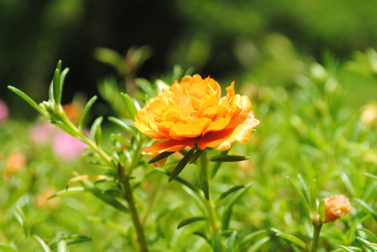 最新今日早安问候语,开启美好一天的大门