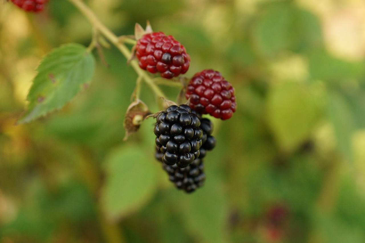 武汉汉阳区委推动高质量发展,深化民生服务最新动态