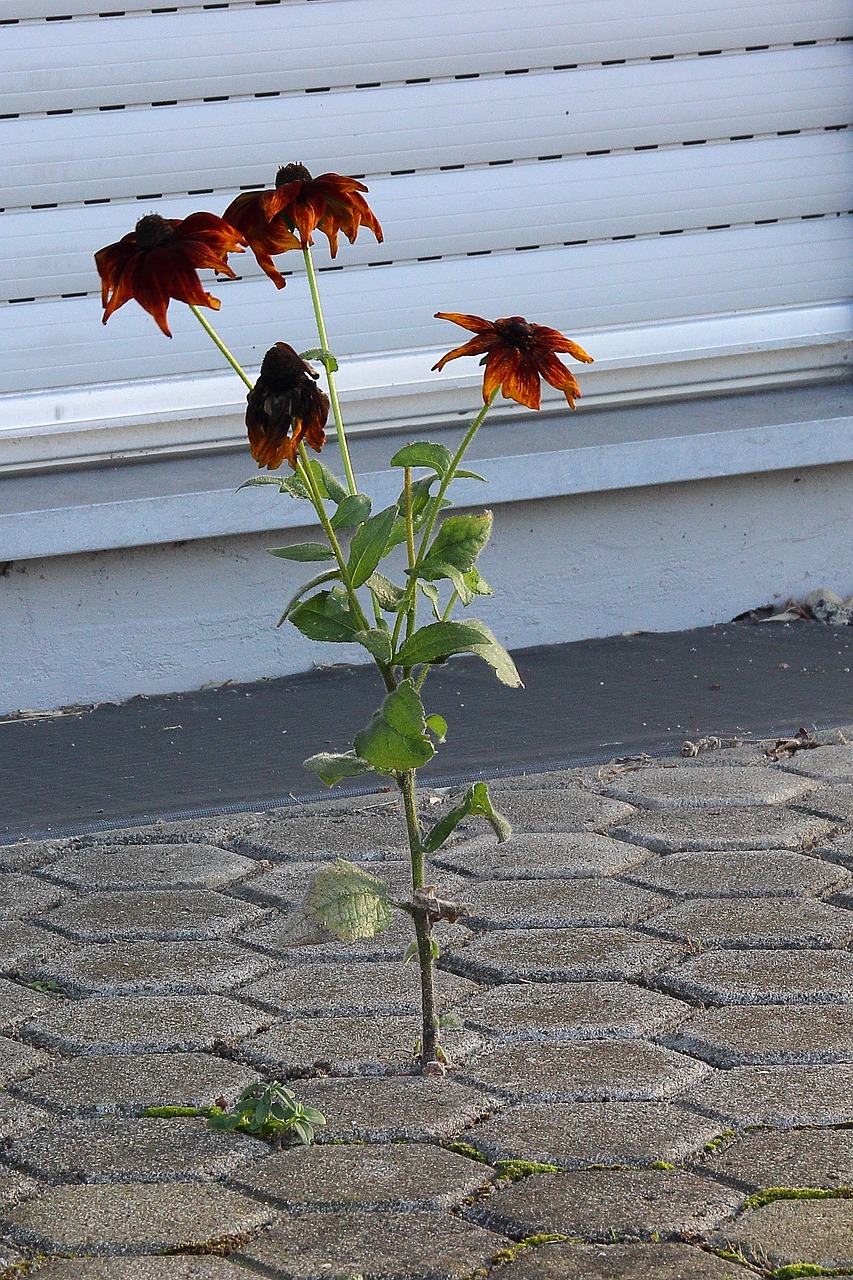 精灵宝可梦卡片最新动态更新