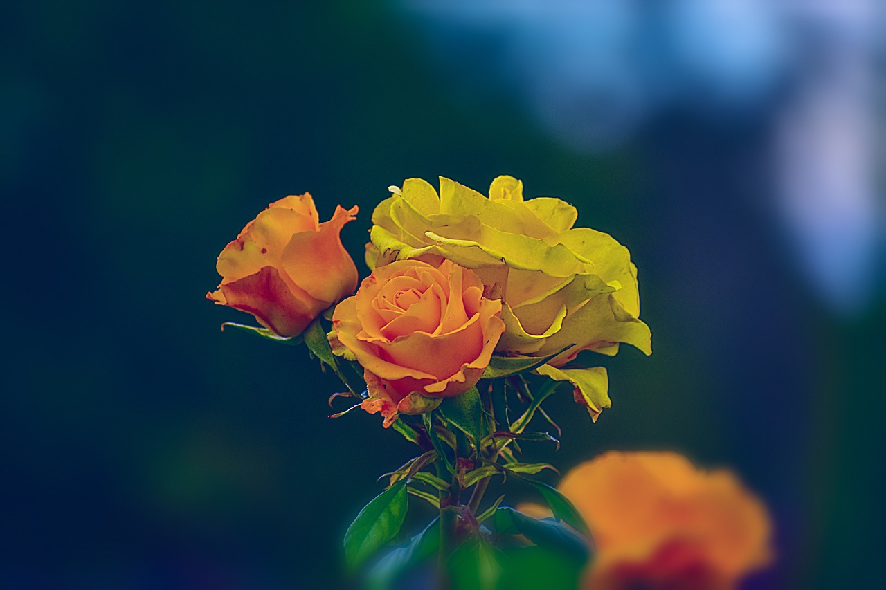 徐州永泰锦园最新价格动态及解析