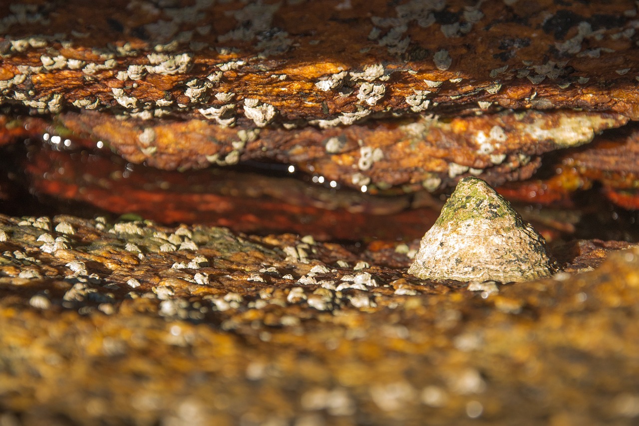 云南八月份疫情最新报告更新，云南疫情情况最新动态