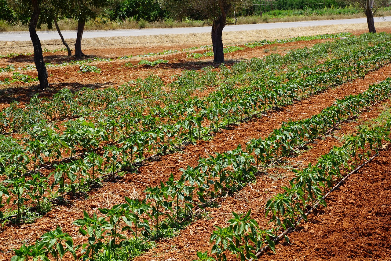 2019年水稻种植新政策及其影响解析