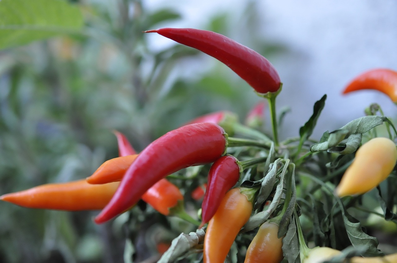 紫杉醇资讯,医疗领域的应用与发展动态