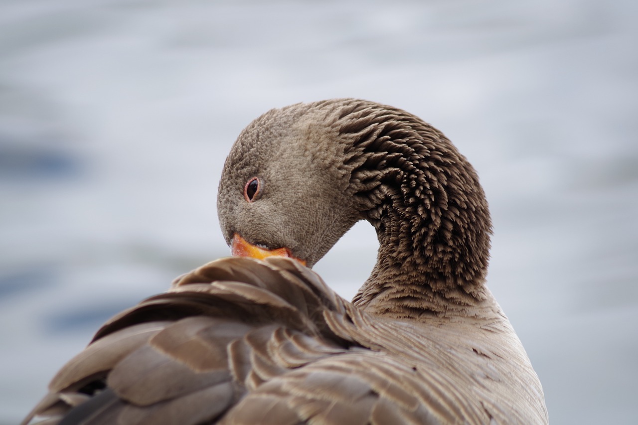 深度解读，洋葱产业最新动态与发展趋势速递
