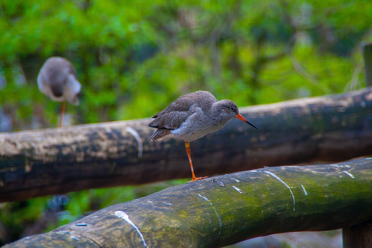 河北疫情最新情况报告（XXXX年，最新进展与动态）