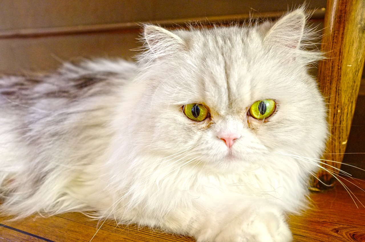 关于割双眼皮与开眼角手术的价格探讨与解析