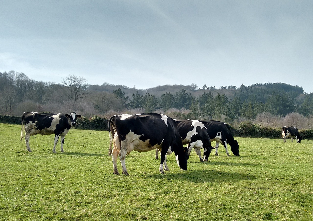 伊利蒙牛最新动态揭秘，行业巨头的发展与创新之路