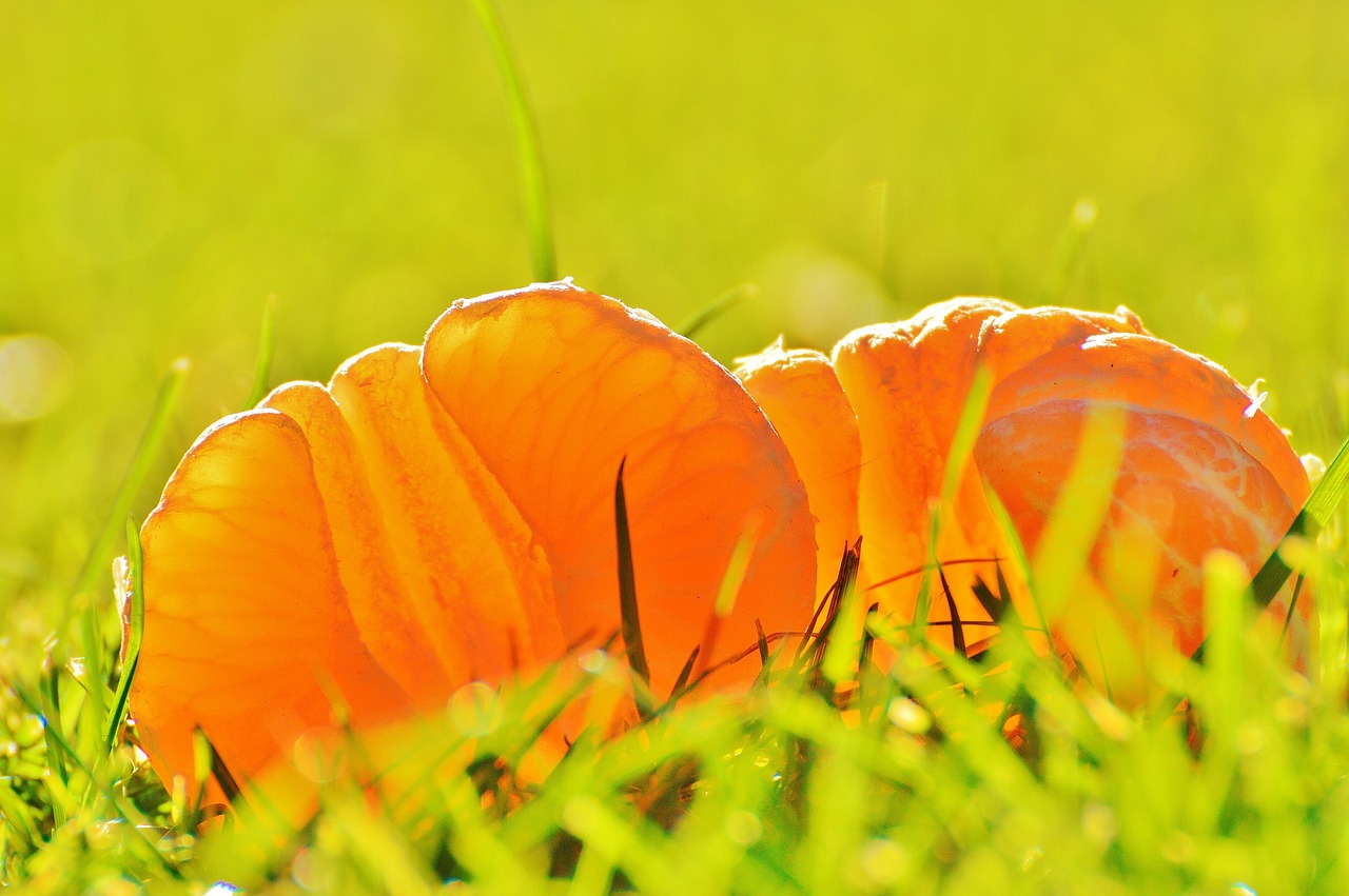 食品股最新动态解析,深度探讨行业消息与趋势