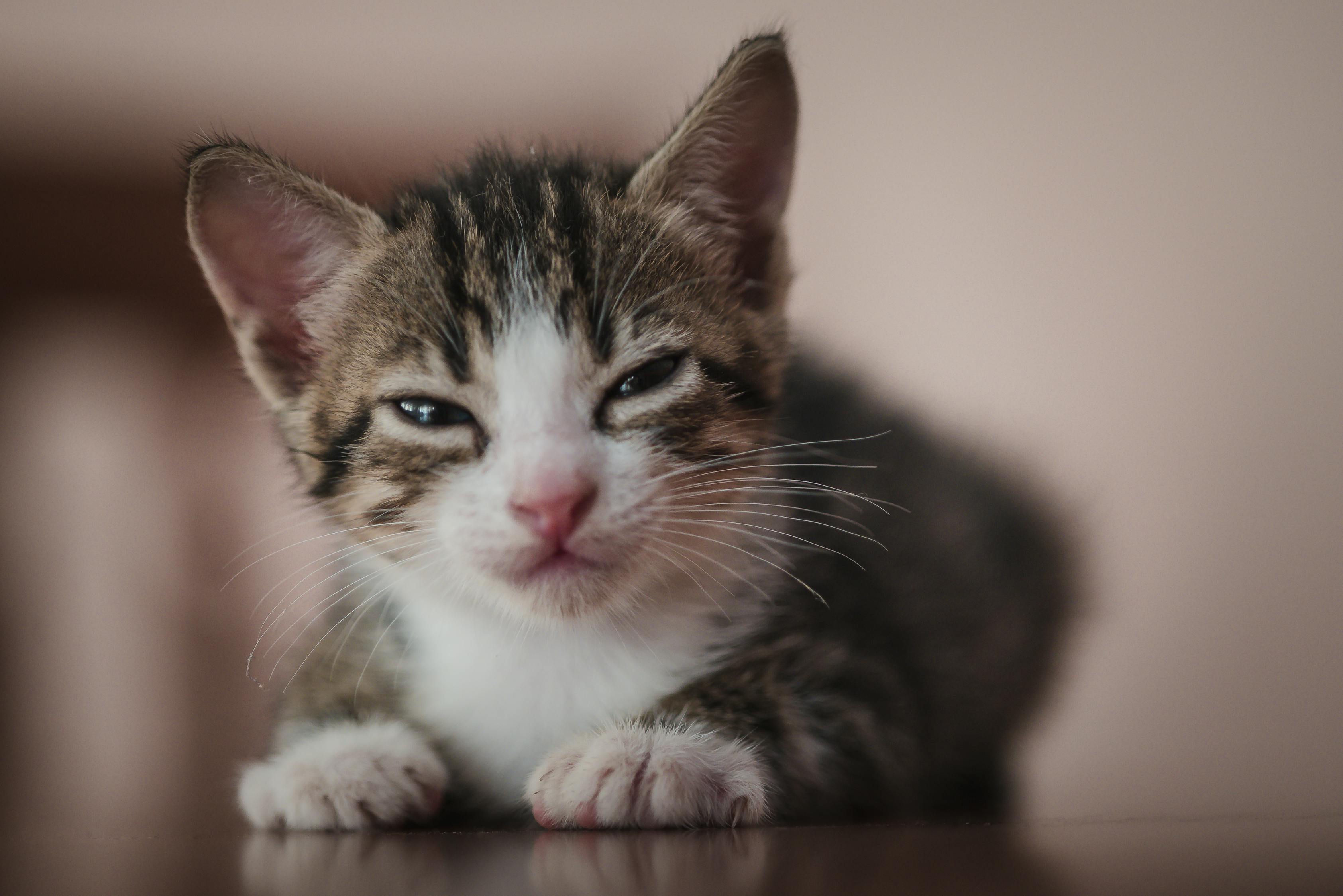 猫和老鼠游戏新猫角色登场,开启游戏新篇章