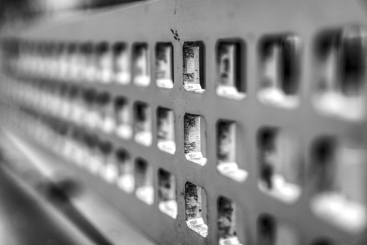 河南今日猪价行情分析与展望，最新动态及展望未来趋势