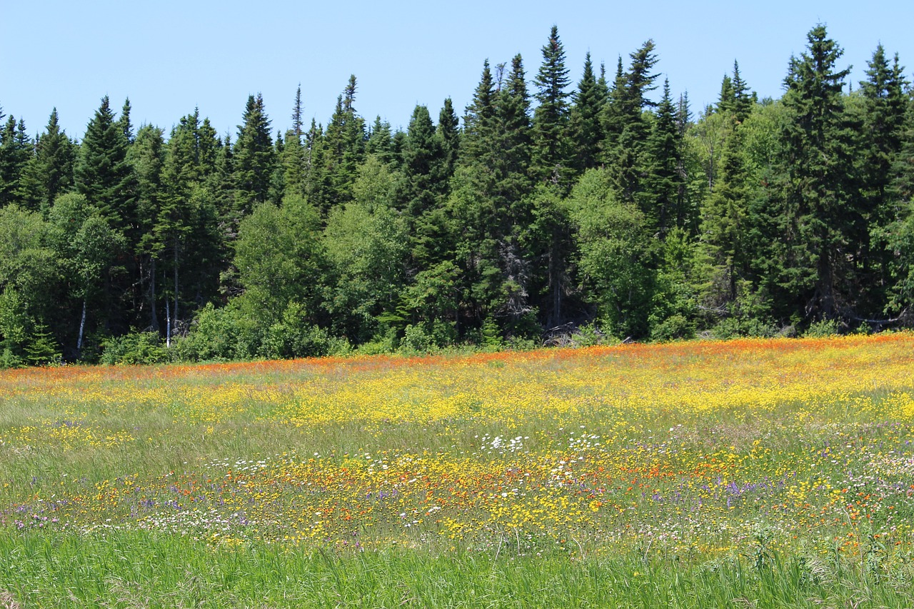 内蒙古突发暴雪考验草原韧性，最新天气消息更新