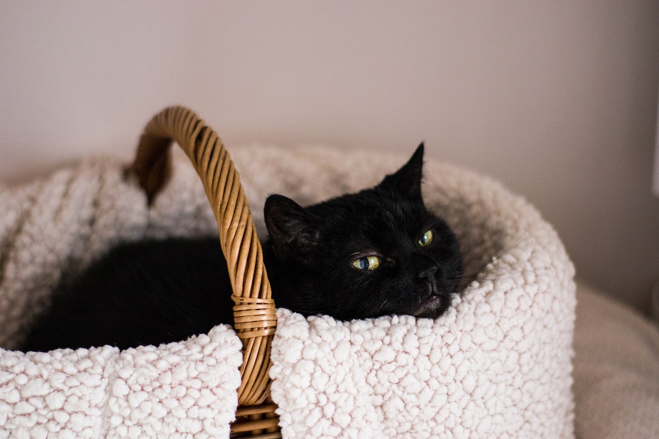 最新喵咪破解版，探索猫咪世界的无限魅力