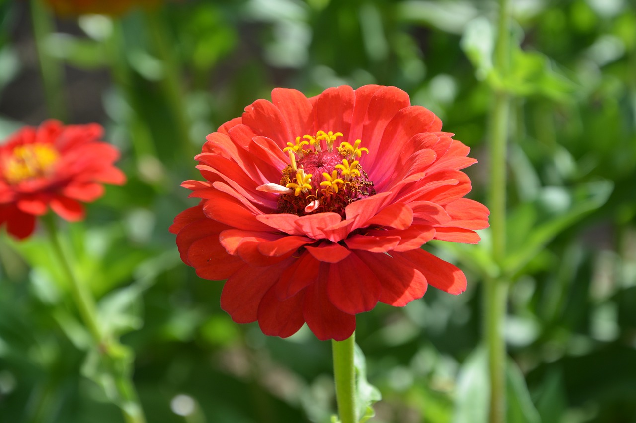 全球疫情最新动态，深度分析疫情影响最新消息