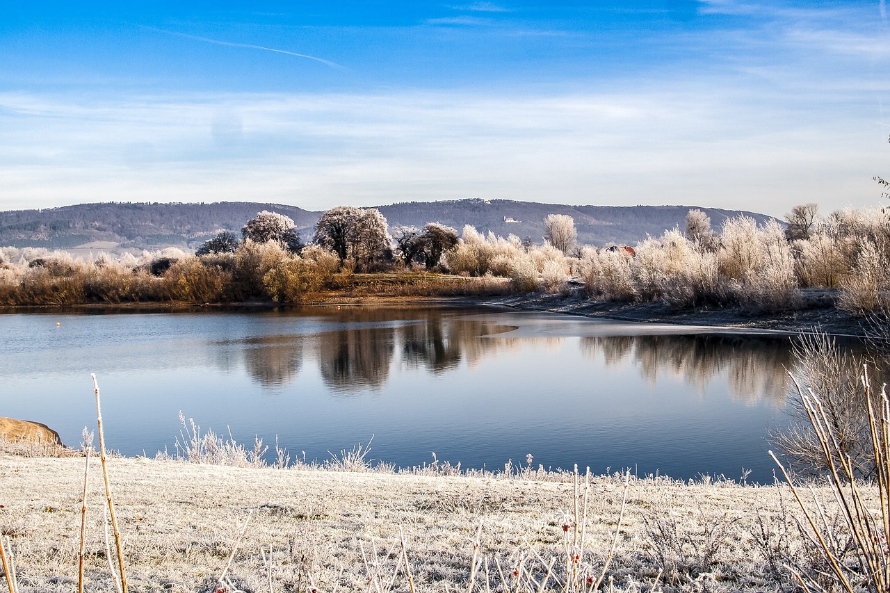 今日猪价行情分析与最新动态报告