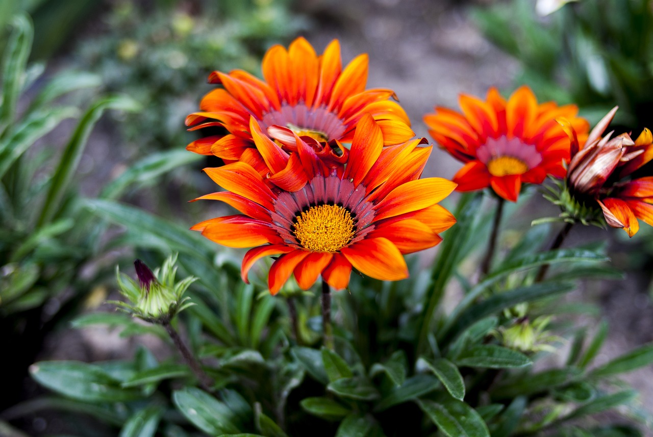 双十一特价机票最新动态解析，优惠策略与特价信息一网打尽