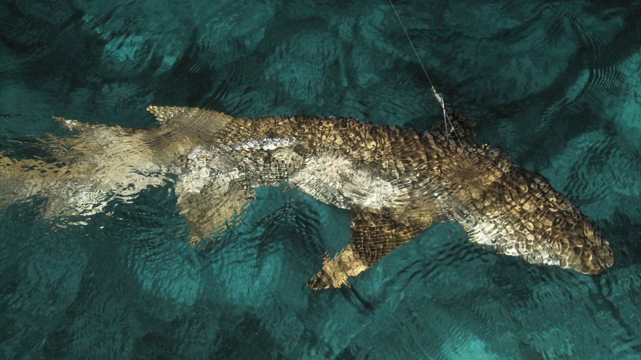 麦游捕鱼最新版，全新升级的海底狩猎体验