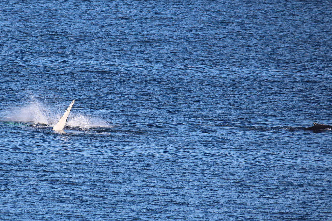 麦游捕鱼最新版,全新升级的海底狩猎体验