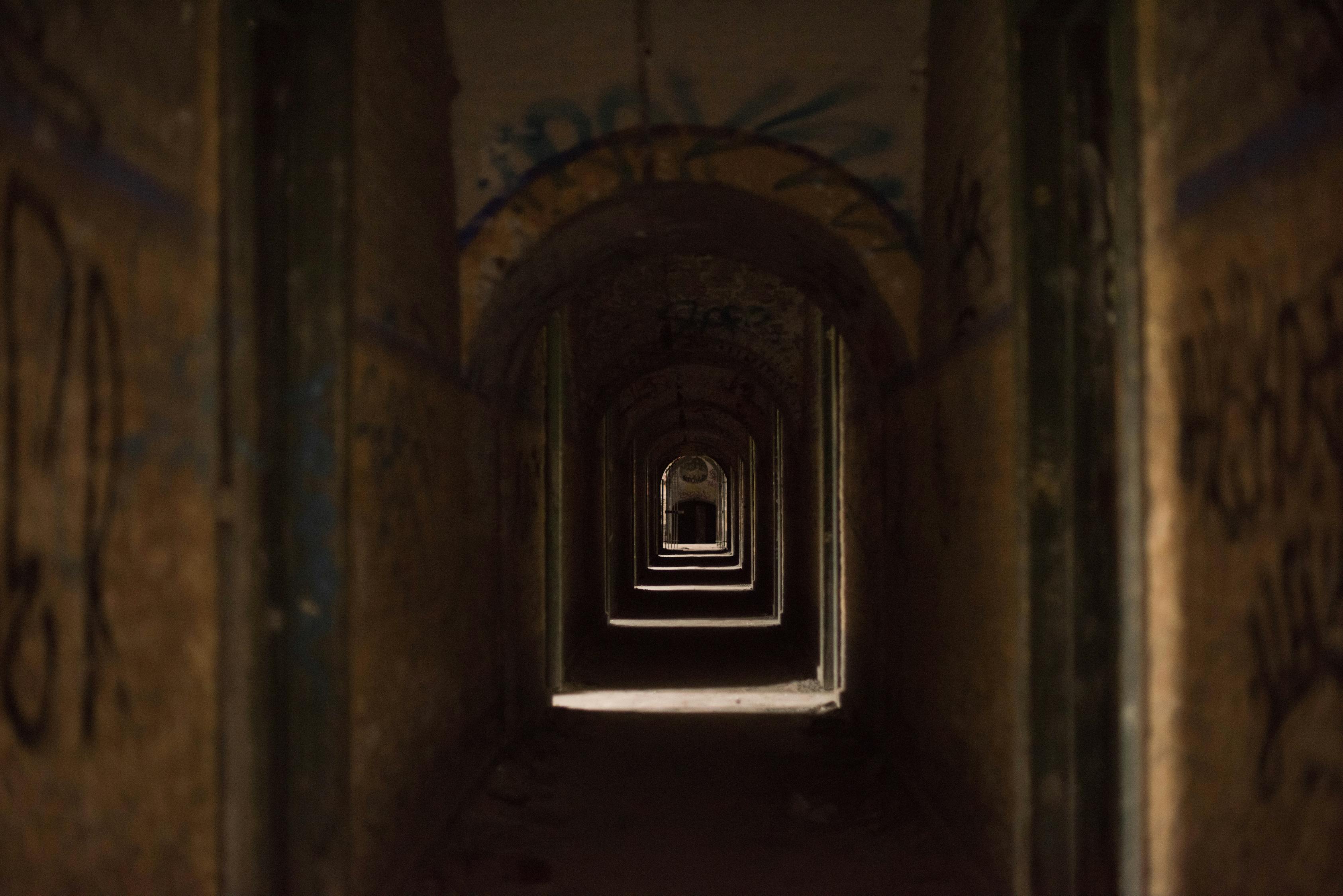 野猫最新版本的探索,城市隐秘世界与生态重塑的奥秘