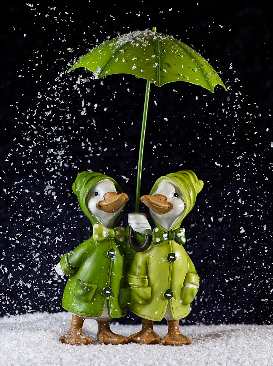 最新可爱小动物动态,探索奇妙世界的魅力