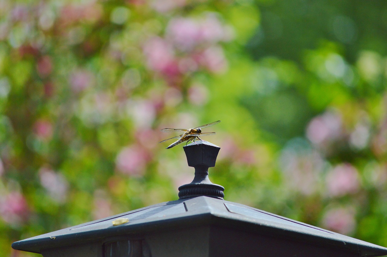 墨客行最新动态揭秘，探索未来的无限可能