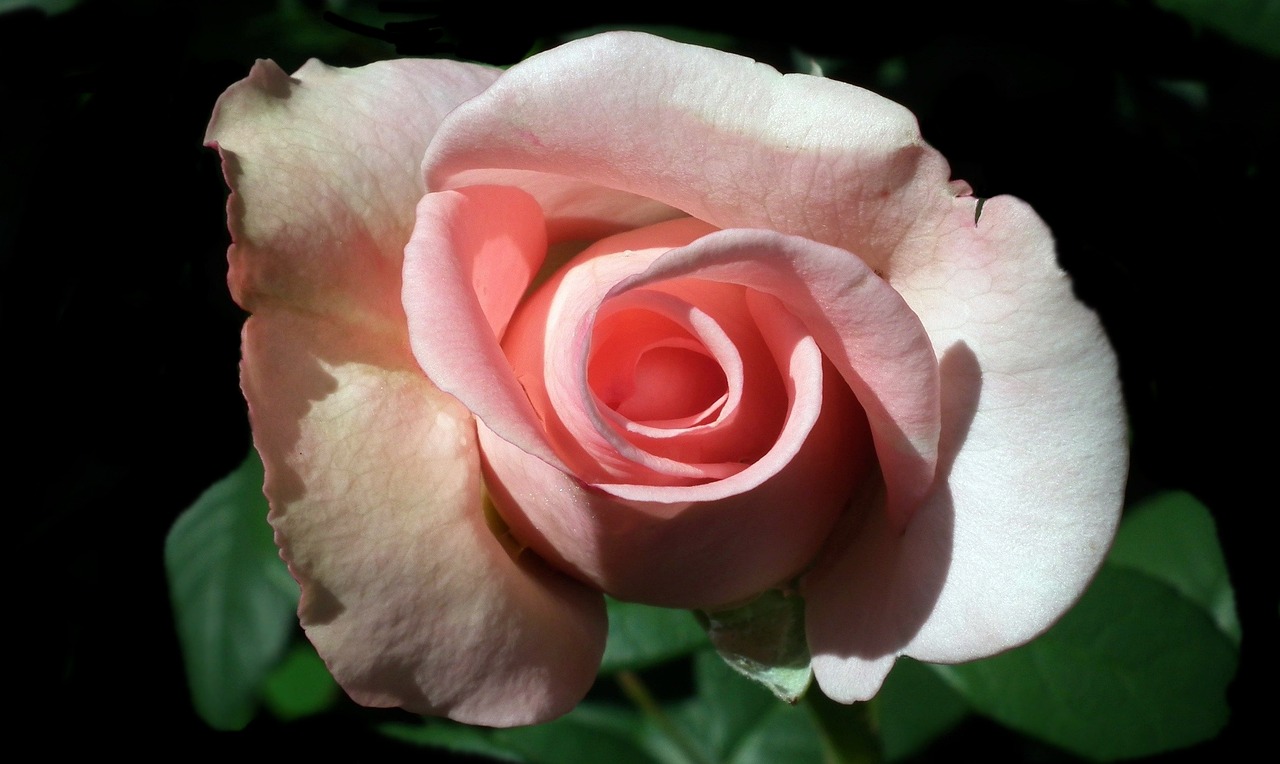 网球巨星李娜的最新动态，持续前行的辉煌之路