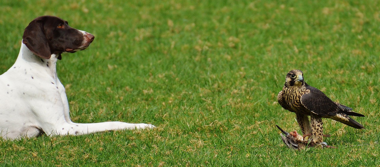 河北疫情最新数据及分析报告，国内最新疫情动态关注焦点