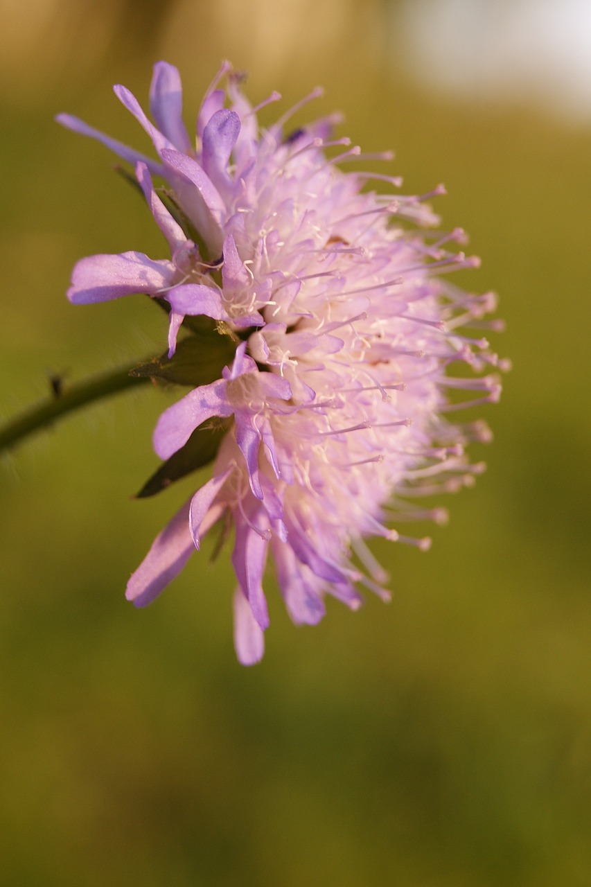 蒙古国的最新状况概览，深入了解蒙古国的最新发展动态