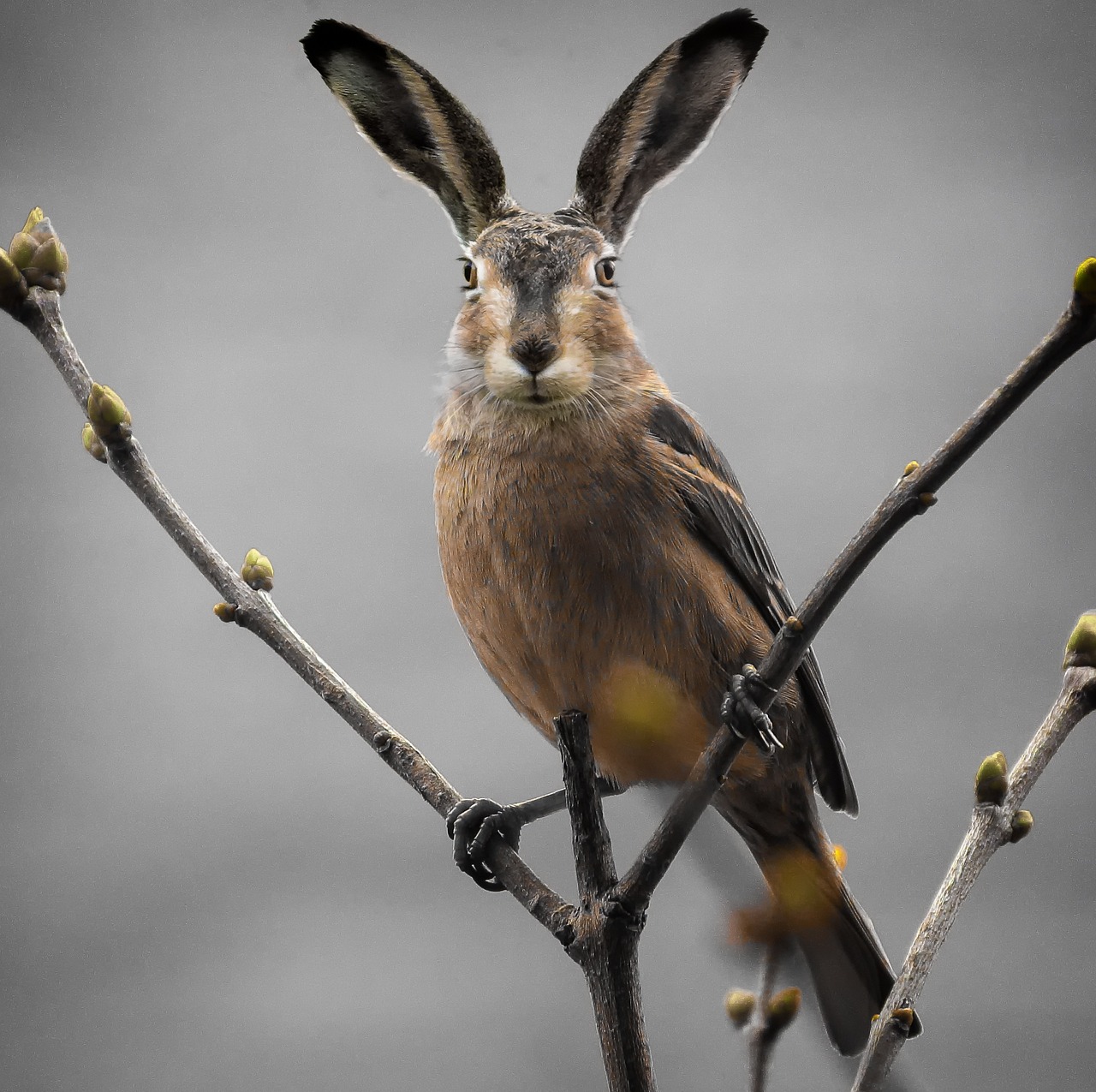 探索最新最可爱的头像世界，2018精选头像推荐