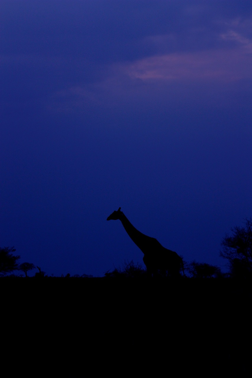 揭秘大蛇最新进展，探索神秘生物的新动态与发现