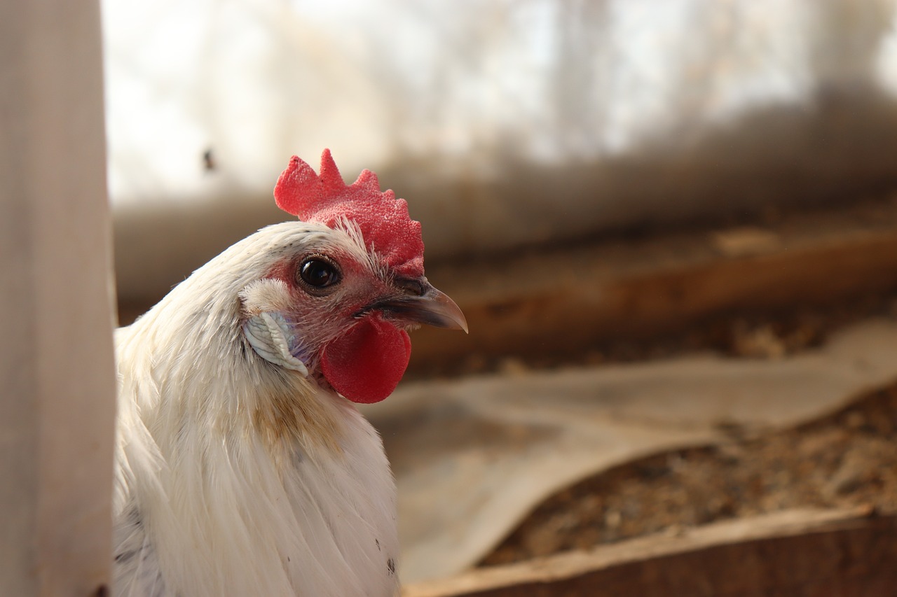 采鸡狗最新版,技术革新与用户体验的完美结合亮相!