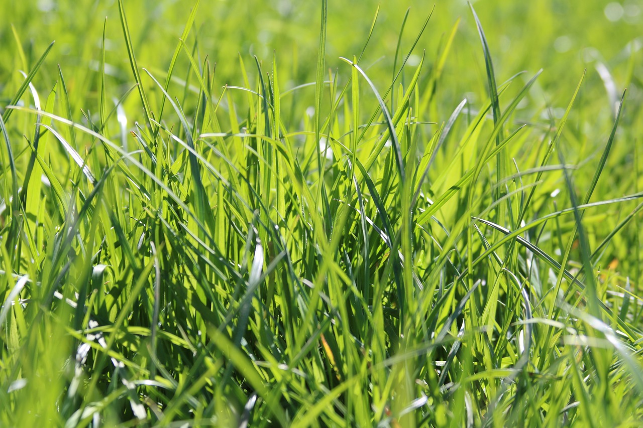 国森引领绿色发展，成为先锋力量最新消息