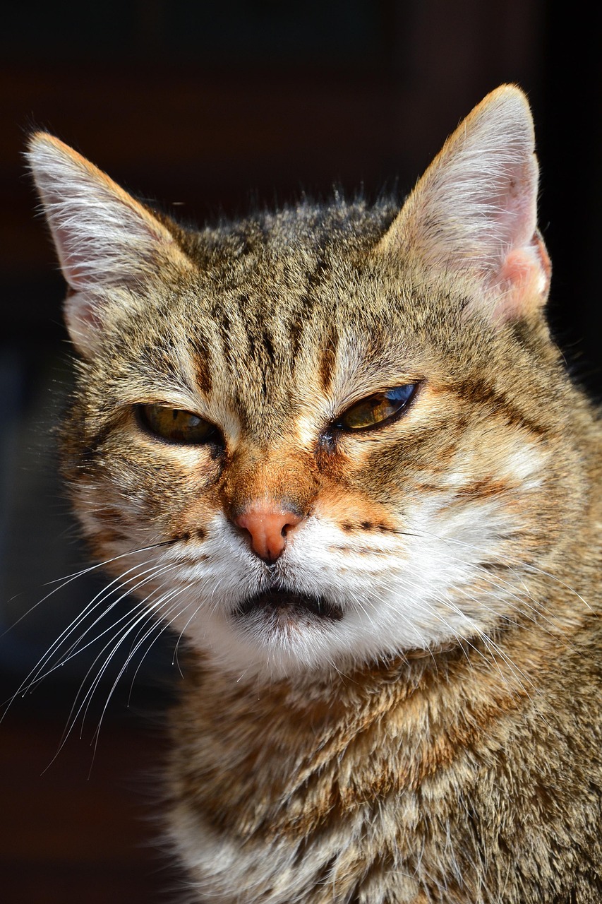 最新版快猫链接全面解析，功能、体验一网打尽！