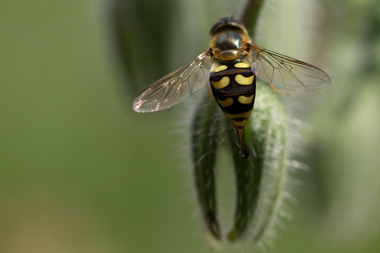 DWWORLD动物世界最新动态更新