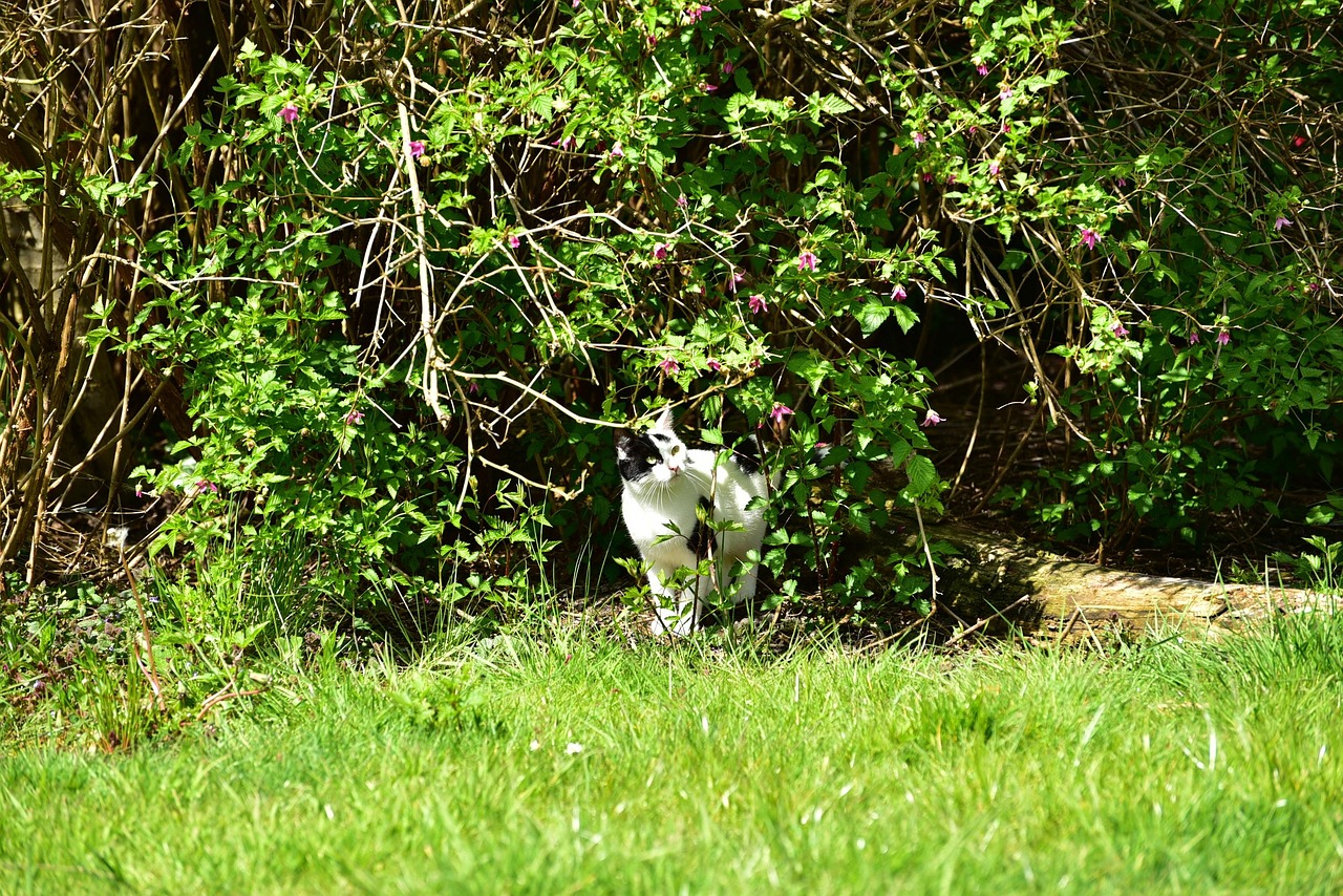 国内及全省最新疫情消息汇总，动态分析与实时更新