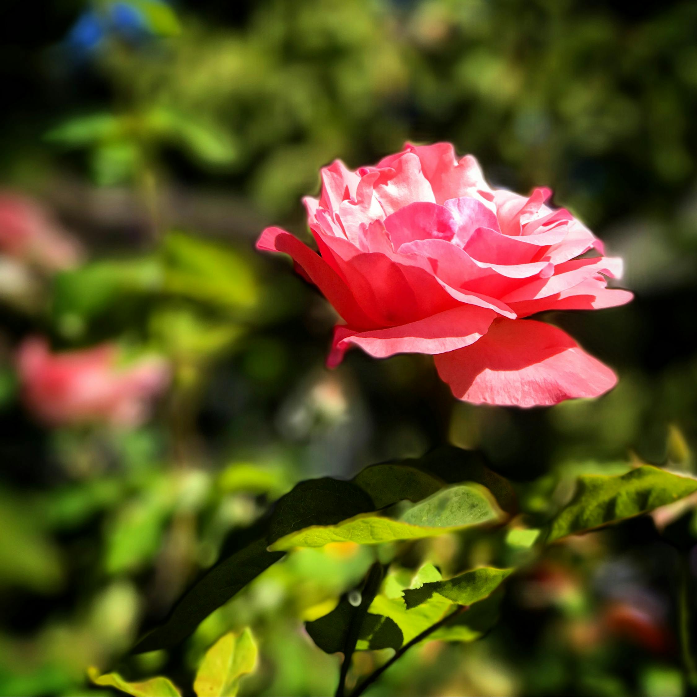 陈佩研最新动态,闪耀之星持续闪耀