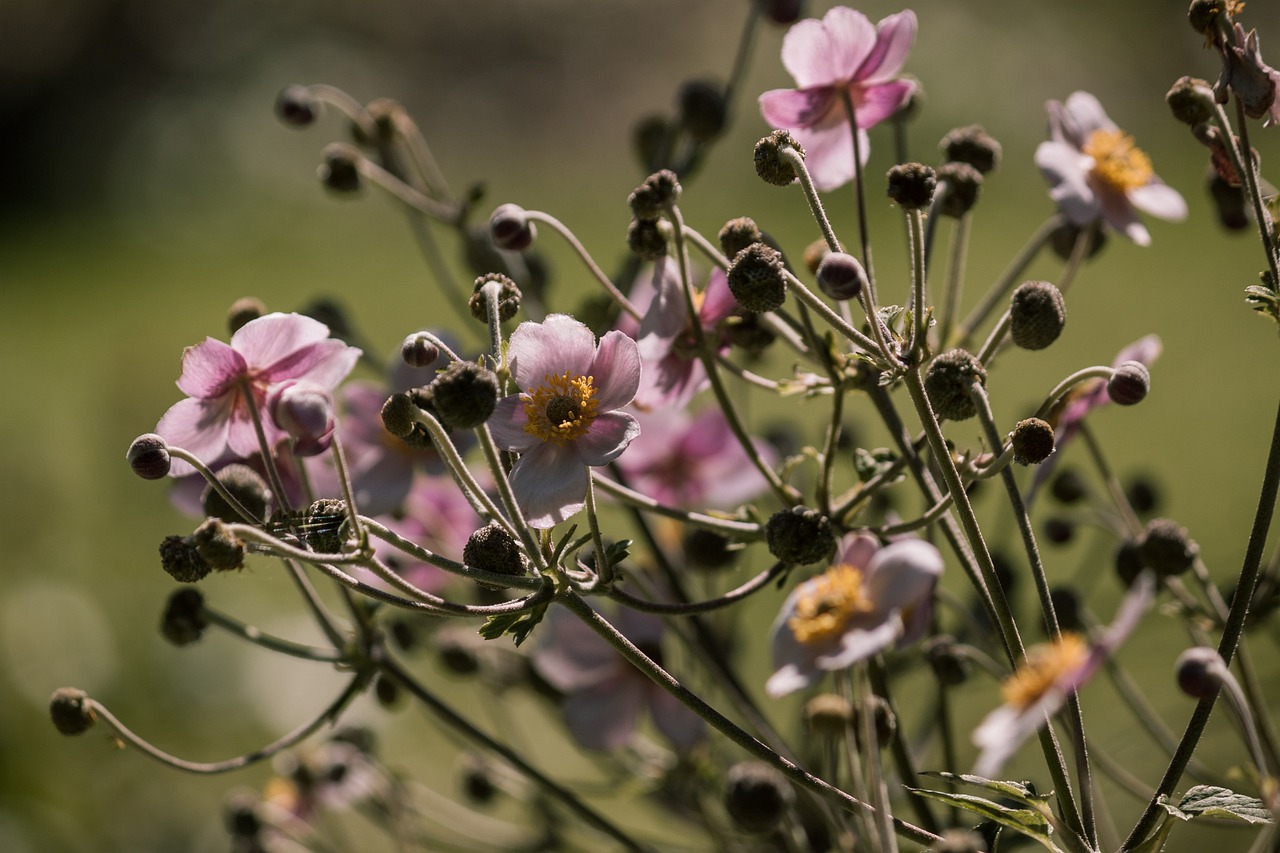 全球新莞病毒最新动态，疫情消息及应对策略更新