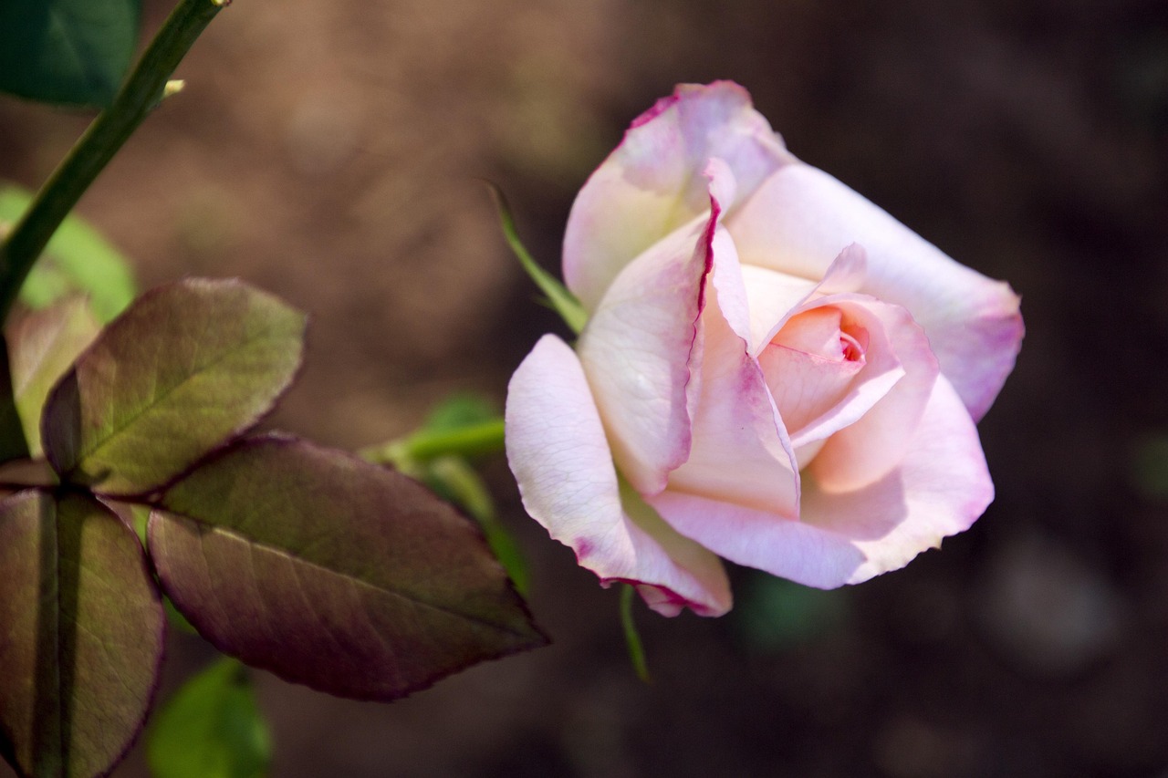 九号台风美莎克最新动态更新