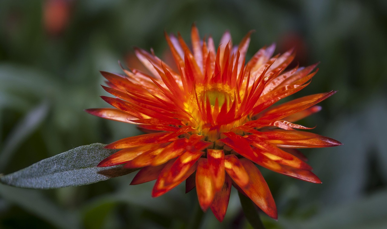 国际疫情最新动态及中国应对策略概述