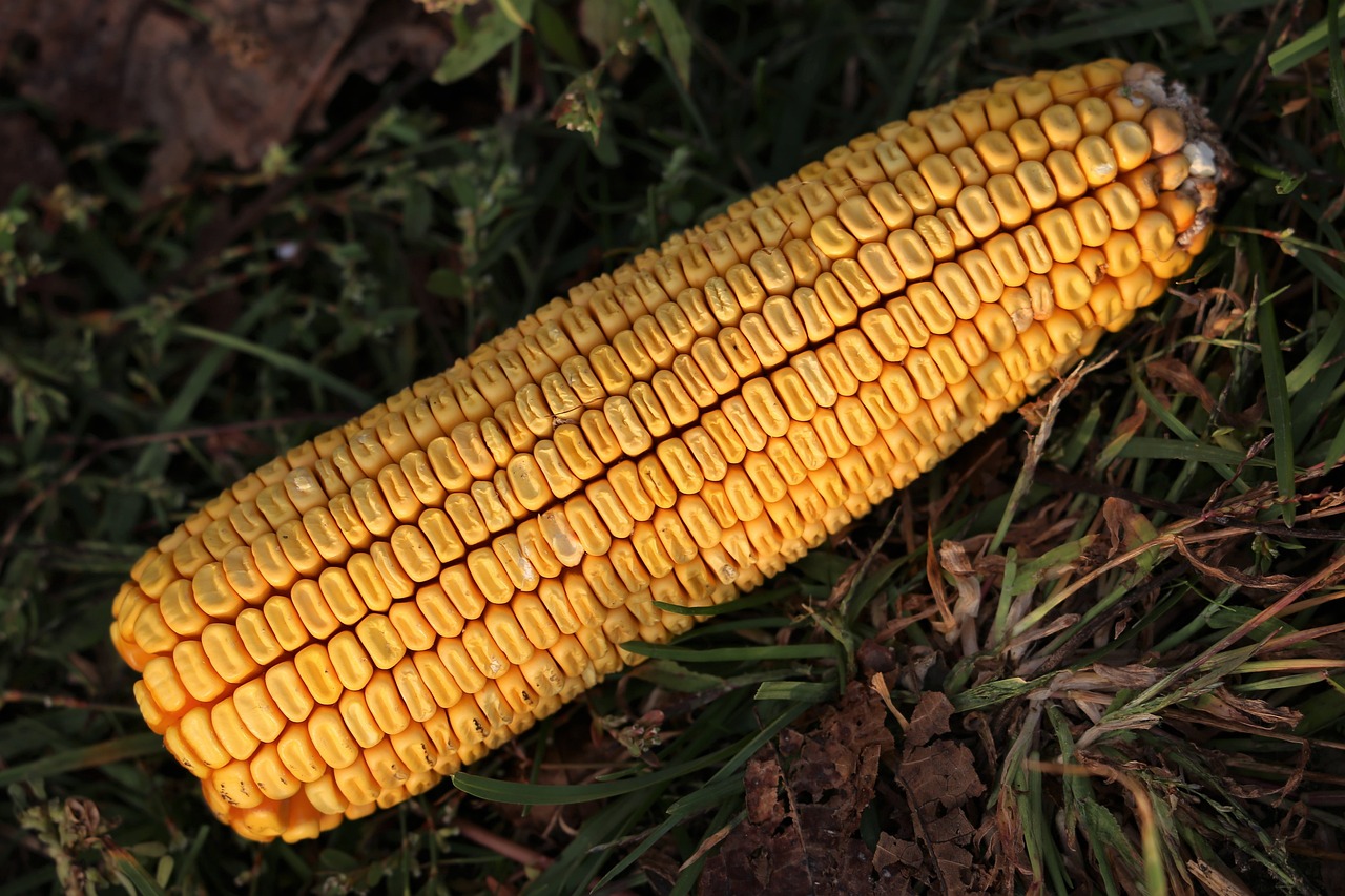 山西玉米价格动态更新与分析